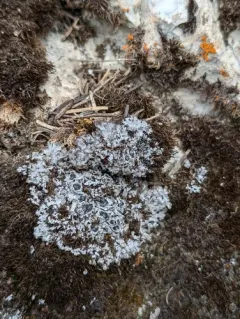 Fancy Frost Lichen thumbnail 4