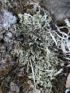 Shingled Rock-shield thumbnail 4