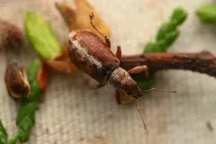 Rusty Pineneedle Weevil thumbnail 1