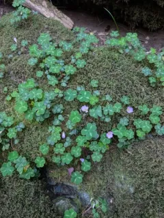 Redwood Sorrel thumbnail 1