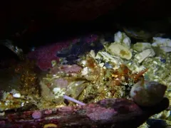 Kelp Poacher thumbnail 3