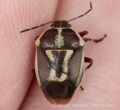 Perillus circumcinctus thumbnail 4