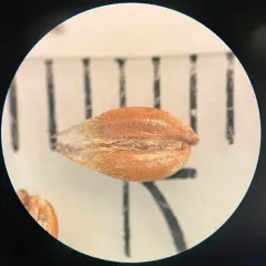 northern sweetgrass thumbnail 1