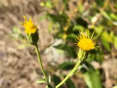 Rayless False Goldenaster thumbnail 2