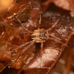 Ceratolasma tricantha thumbnail 4