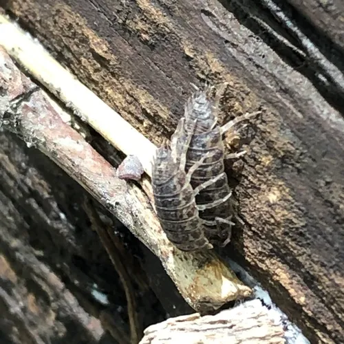 Rathke's Woodlouse