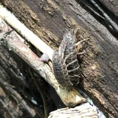 Rathke's Woodlouse thumbnail 1