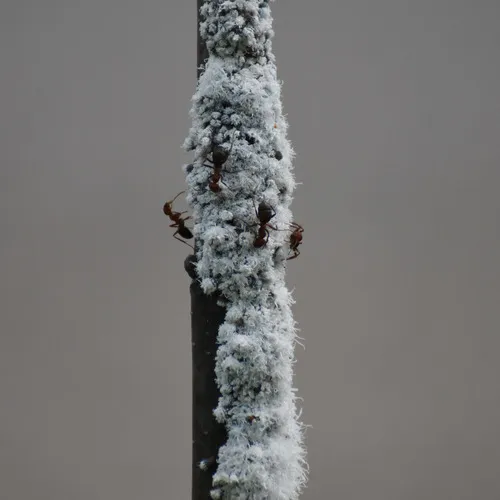 Woolly Alder Aphid