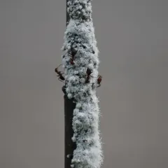 Woolly Alder Aphid thumbnail 1