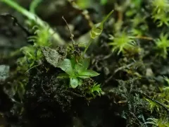 Muhlenberg's Cord-moss thumbnail 2