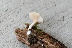 trunk funnel thumbnail 4