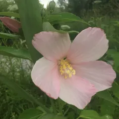 swamp rose mallow thumbnail 4