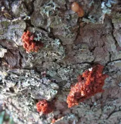 orange hobnail canker thumbnail 2