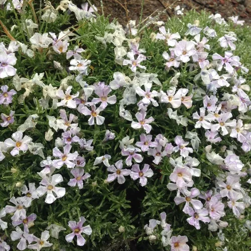 spreading phlox