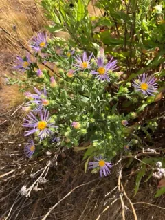 Jessica's Aster thumbnail 4