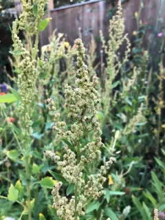 Striped Goosefoot thumbnail 4