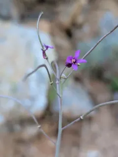 Koehler's rockcress thumbnail 1