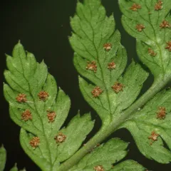 spreading wood fern thumbnail 2