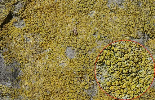 Mealy Firedot Lichen
