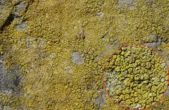 Mealy Firedot Lichen thumbnail 1