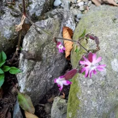 red campion thumbnail 2