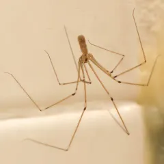 Long-bodied Cellar Spider thumbnail 4