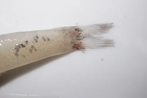 White Deepsea Cardinalfish