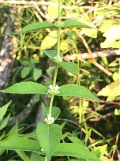 clasping water horehound thumbnail 4