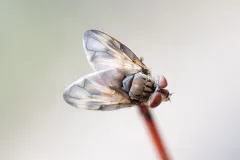Phasia fenestrata thumbnail 1