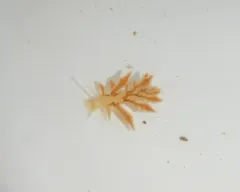 Eubranchus scintillans thumbnail 2
