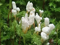 Cordyceps farinosa thumbnail 4