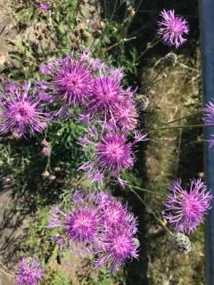 Greater Knapweed thumbnail 3