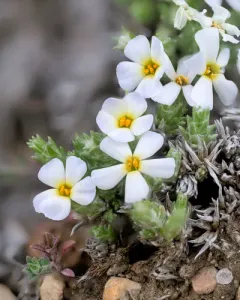 squarestem phlox thumbnail 4