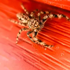 Tan Jumping Spider thumbnail 3
