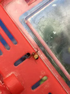 Black-banded Crab Spider thumbnail 4