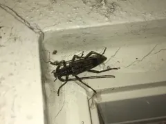 Wavy Longhorn Beetle thumbnail 4