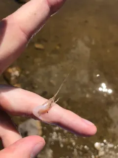 Northern Shrimp thumbnail 2