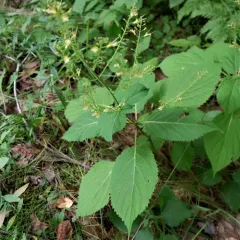 citronella horse balm thumbnail 2