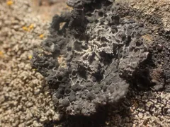lesser salted rocktripe thumbnail 1