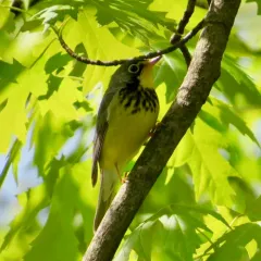 Canada Warbler thumbnail 2