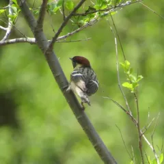 Bay-breasted Warbler thumbnail 3