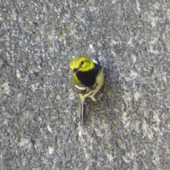 Black-throated Green Warbler thumbnail 4