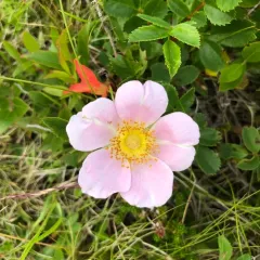 Virginian Rose thumbnail 4
