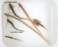 Checker Eelpout thumbnail 4