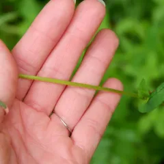 arrow-leaved tearthumb thumbnail 3