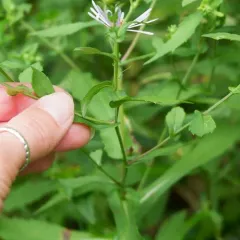 crookedstem aster thumbnail 3