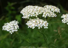 common yarrow thumbnail 3
