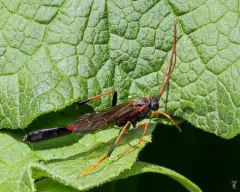 Therion petiolatum thumbnail 1