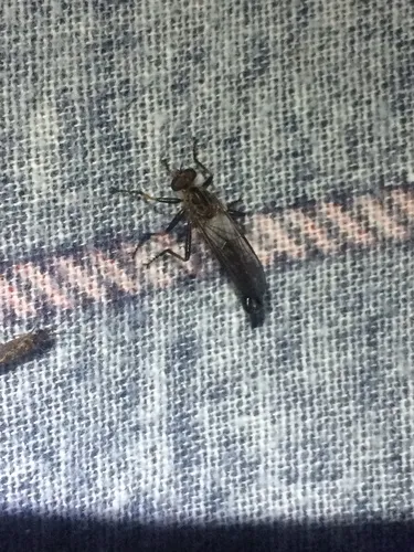 Neomochtherus latipennis