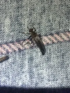 Neomochtherus latipennis thumbnail 1